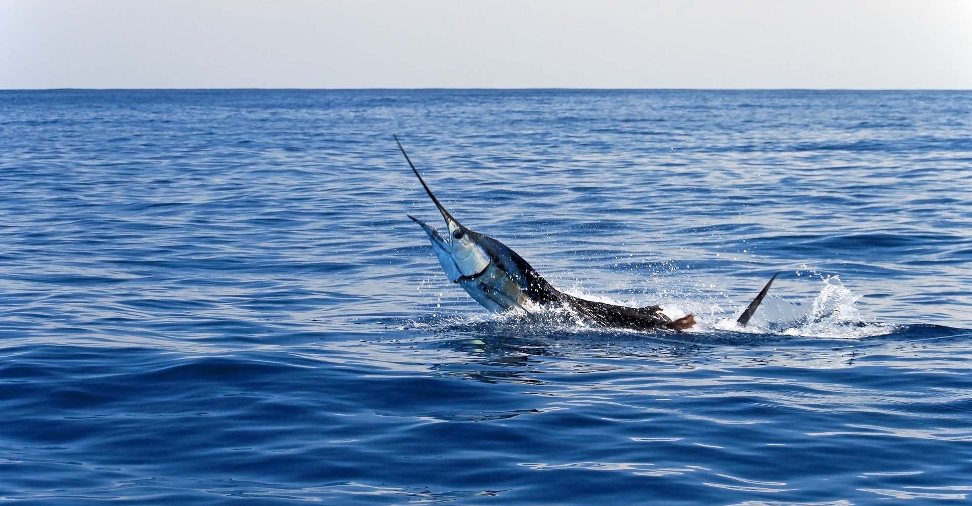 Sight of swordfish reaching out of the water