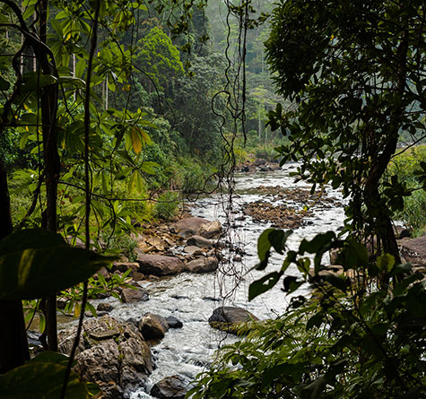 辛哈拉加Sinharaja 雨林徒步