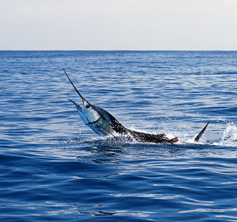 Deep Sea Fishing