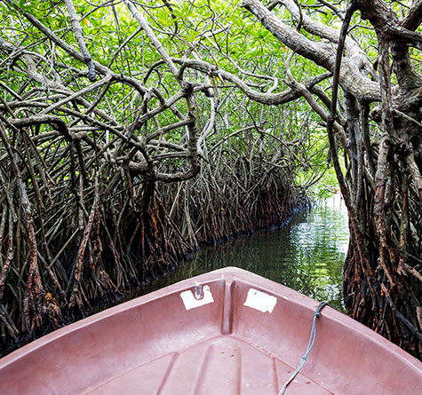 Madhu River Boat Safari