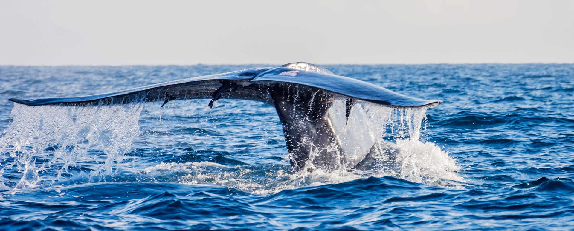 Tale of a majestic blue whale above the sea level in Mirissa