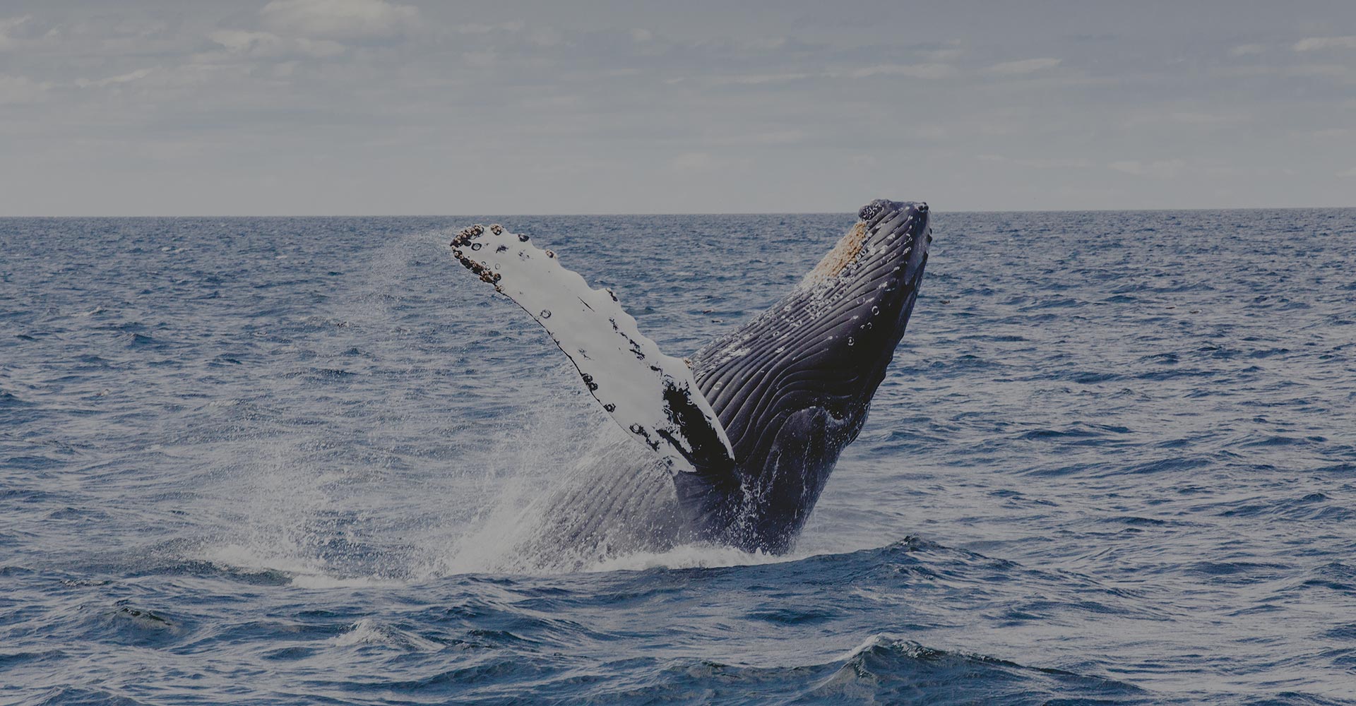 Whale jumping out of the water in Mirissa