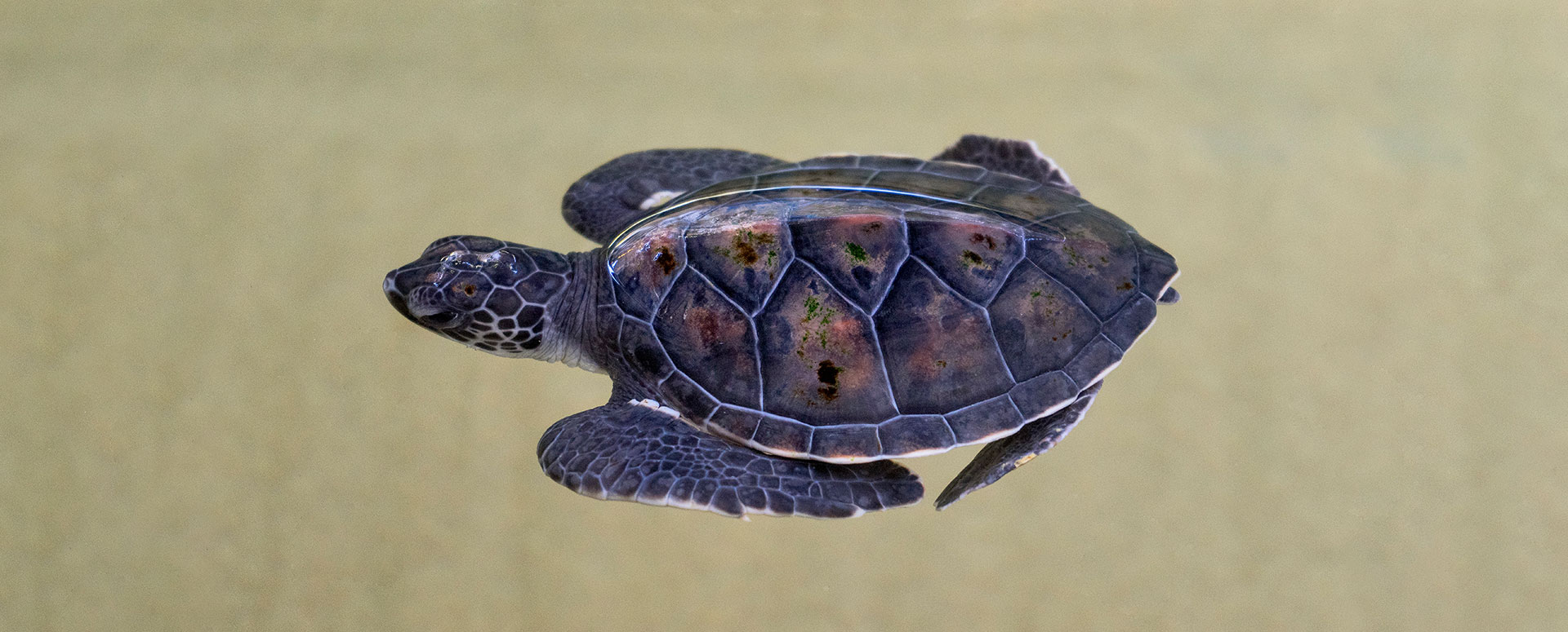 Rescued baby turtle floating on the waters of the hikkaduwa turtle hatchery