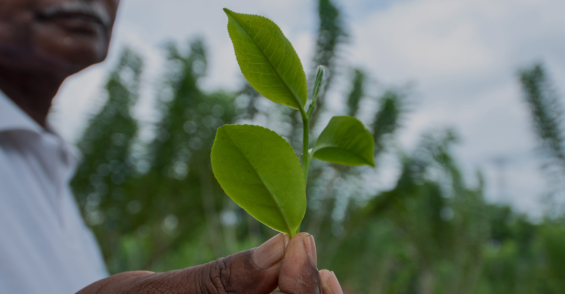 A tea leaf representing the virgin white tea estate