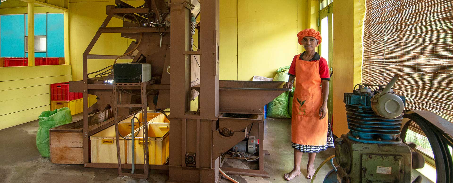 Tea manufacturer standing beside the machinery used for production, at the Handungoda tea estate