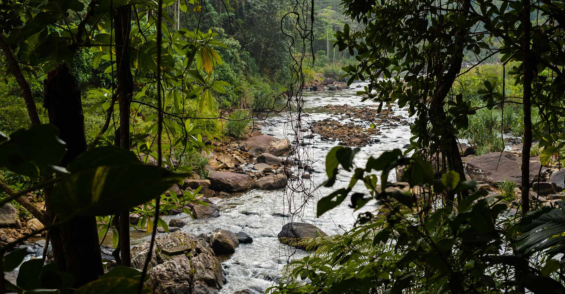 Tranquil waters of Sinharaja rainforest