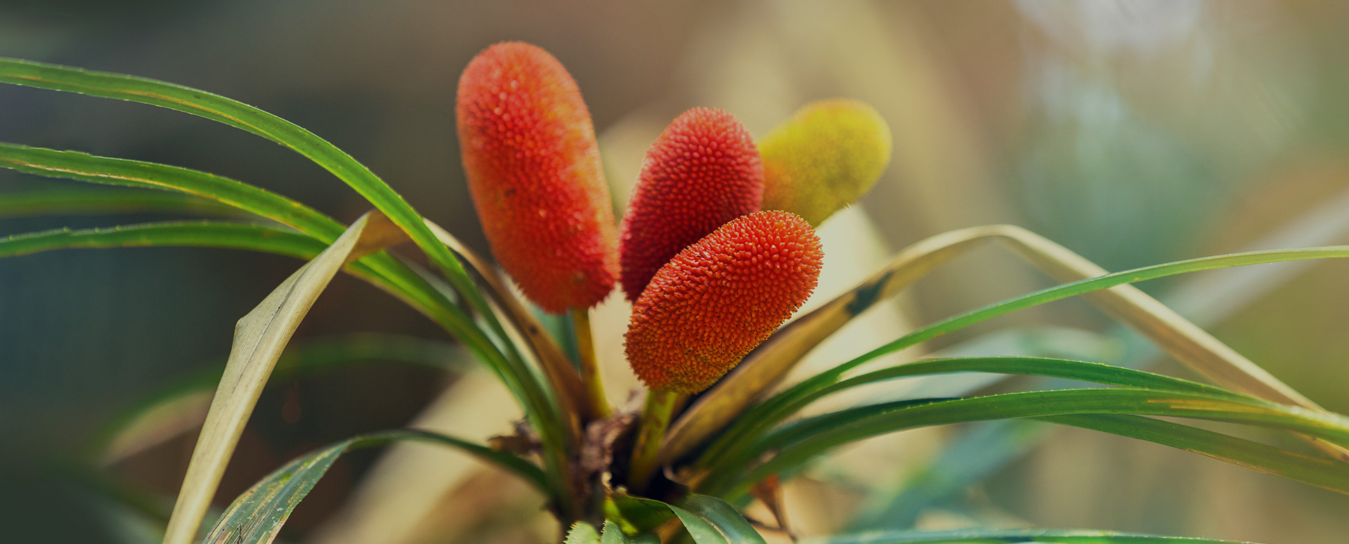 Close up of exotic flowers at the Sinharaja rain forest