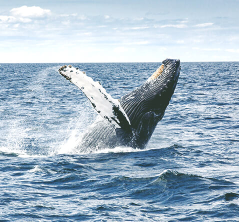 Whale Watching