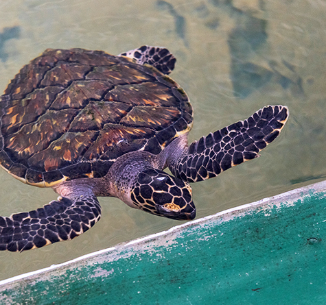 Sea Turtle Hatchery