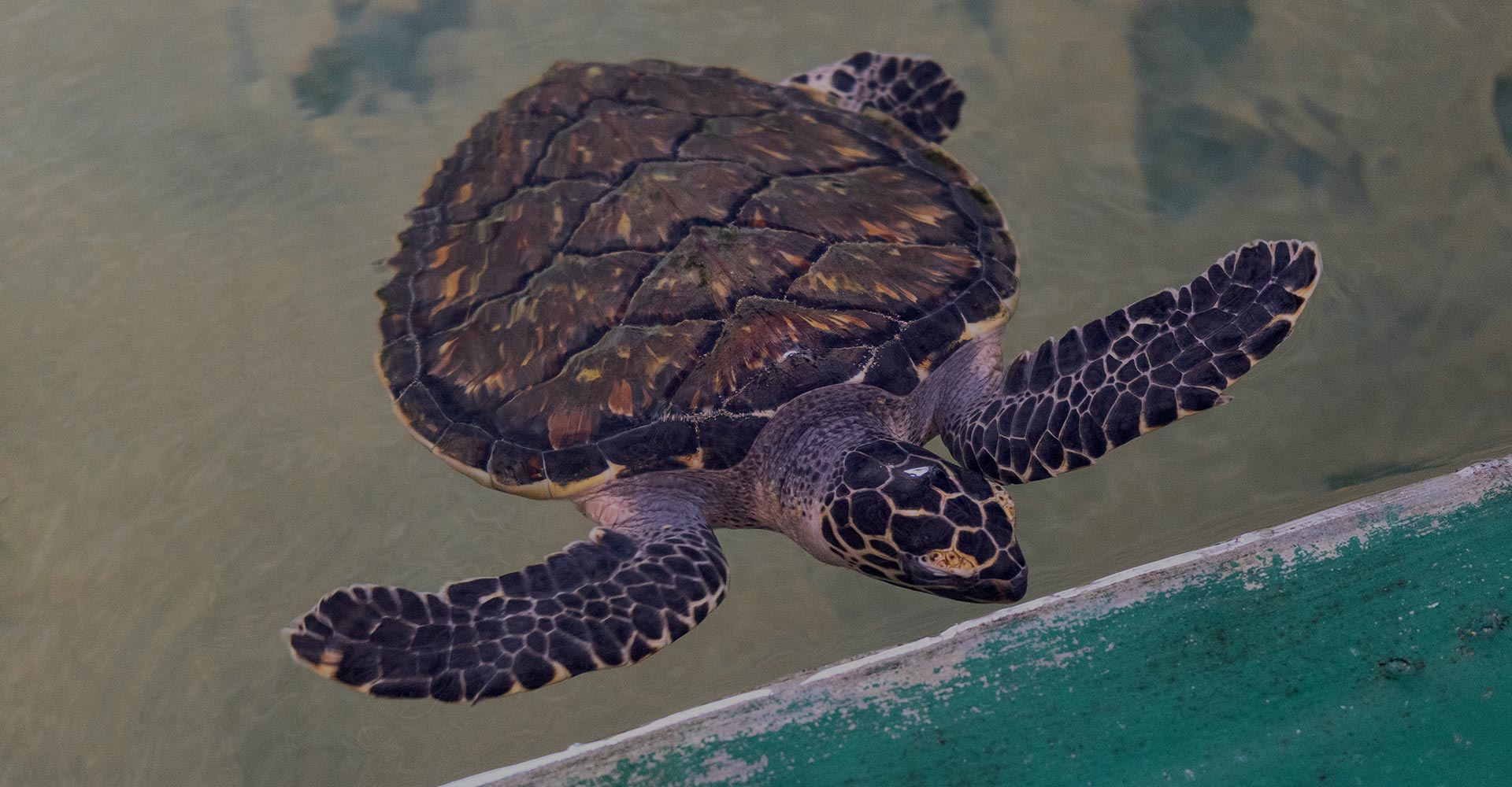A fully grown Sea turtle in the turtle hatchery