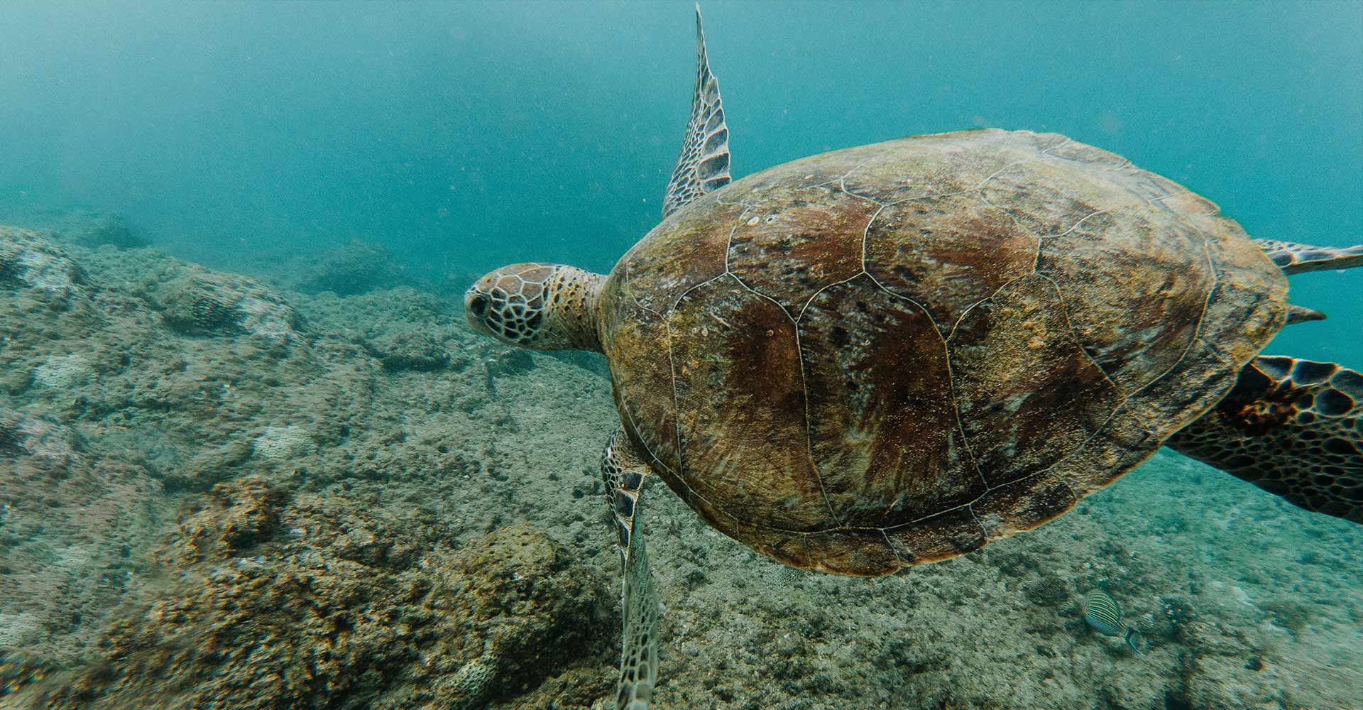 Underwater view of a sea turtle moving through the sea