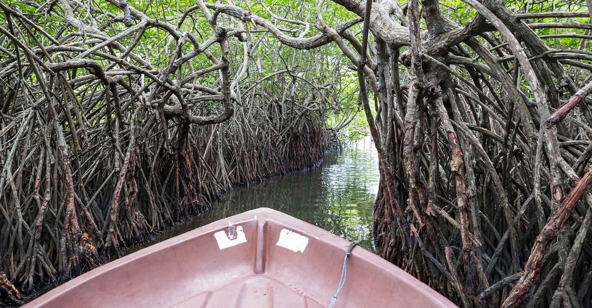 Boat cruise through the lush mangroves of Madhu River